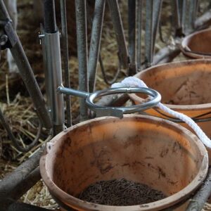 Restraining ring for calf - Image 3