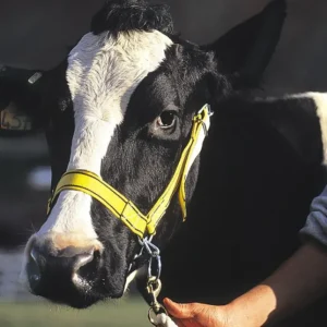 Cow Halter - Image 2